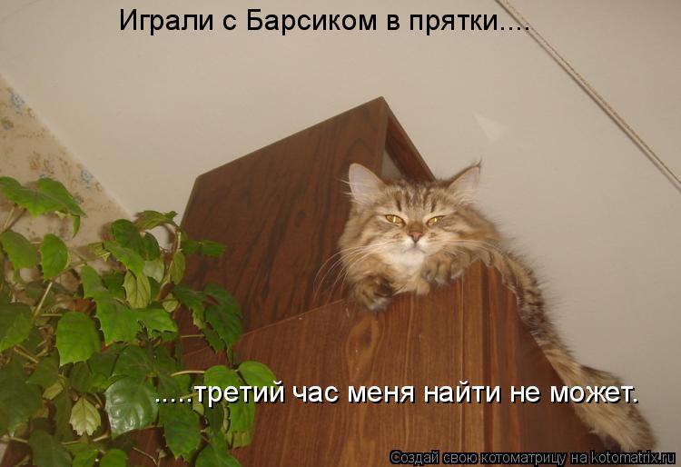 Котоматрица: Играли с Барсиком в прятки....  .....третий час меня найти не может.