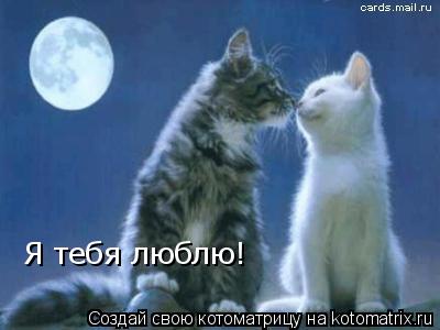 Котоматрица: Я тебя люблю!