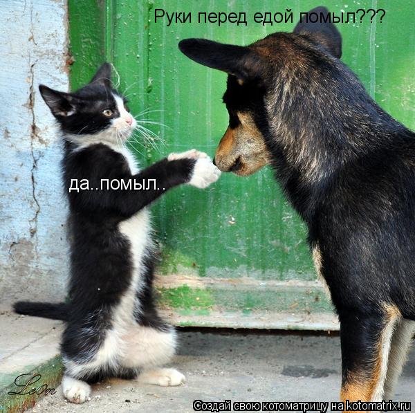 Руки перед едой помыл??? да..помыл..... Котоматрица: Руки перед едой помыл??? да..помыл..