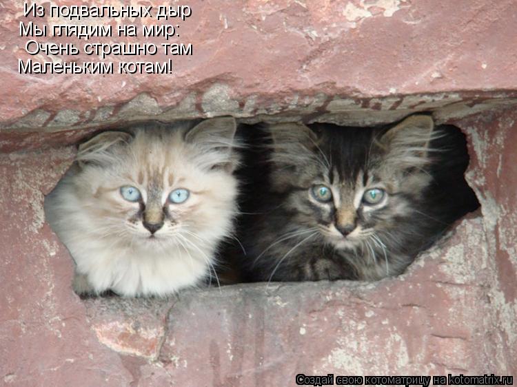 Из подвальных дыр Мы глядим на мир: Очень страшно там Маленьким котам!... Котоматрица: Из подвальных дыр Мы глядим на мир: Очень страшно там Маленьким котам!