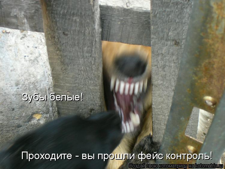 Зубы белые! Проходите - вы прошли фейс контроль!... Котоматрица: Зубы белые! Проходите - вы прошли фейс контроль!