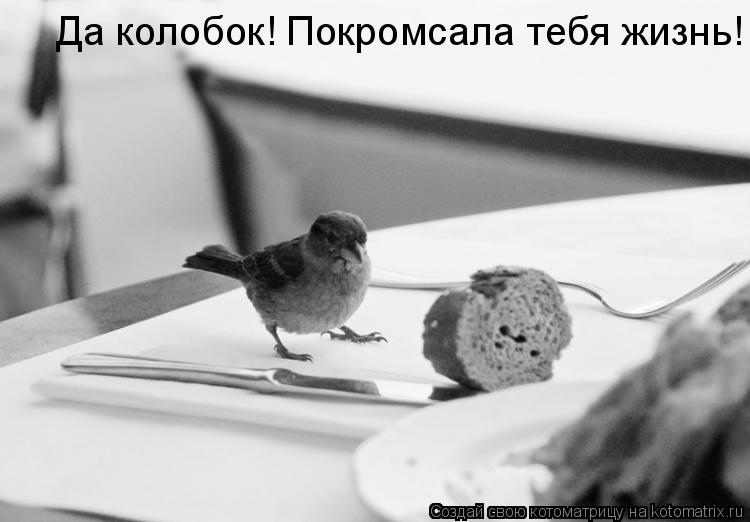 Котоматрица: Да колобок! Покромсала тебя жизнь!