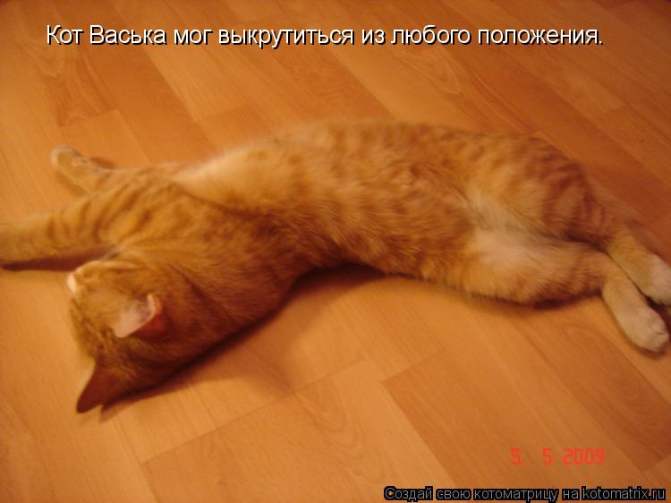 Кот Васька мог выкрутиться из любого положения.... Котоматрица: Кот Васька мог выкрутиться из любого положения.