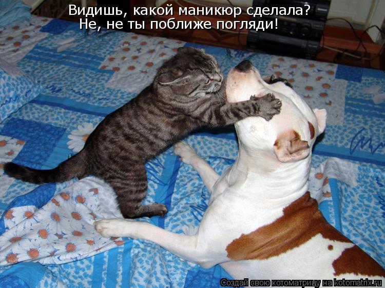 Видишь, какой маникюр сделала? Не, не ты поближе погляди!... Котоматрица: Видишь, какой маникюр сделала? Не, не ты поближе погляди!