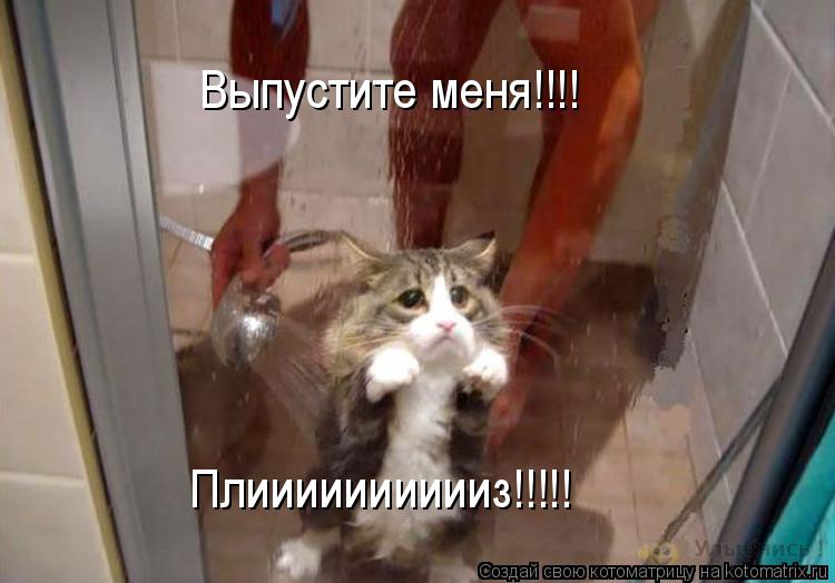 Выпустите меня!!!! Плииииииииииз!!!!!... Котоматрица: Выпустите меня!!!! Плииииииииииз!!!!!