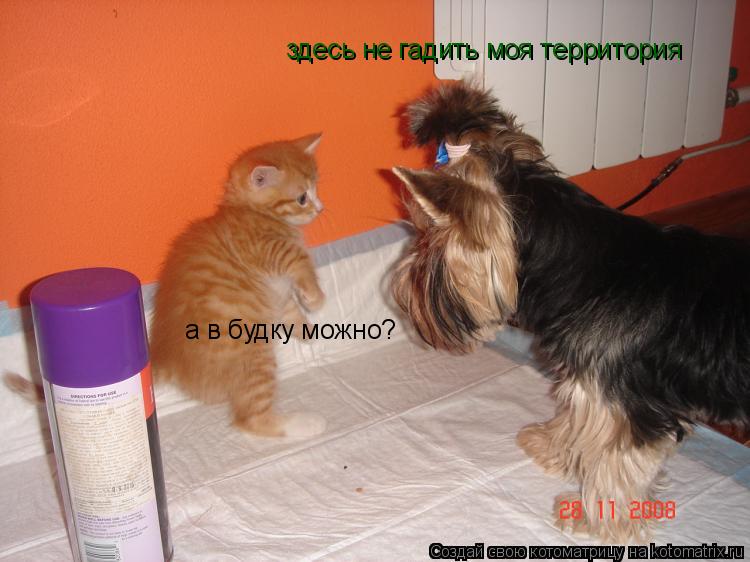 здесь не гадить моя территория а в будку можно?... Котоматрица: здесь не гадить моя территория а в будку можно?