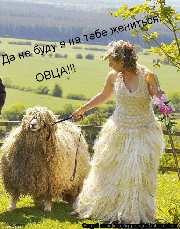 Котоматрица: Да не буду я на тебе жениться, ОВЦА!!!