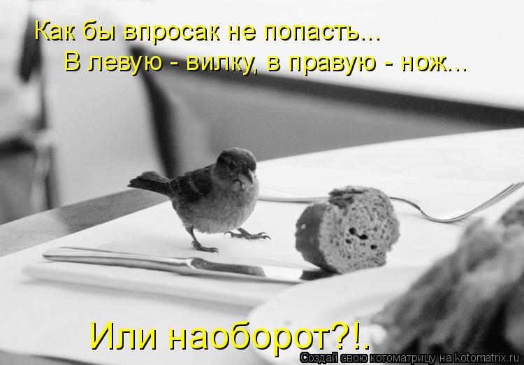 Как бы впросак не попасть... Или наоборот?!. В левую - вилку, в правую - нож...... Котоматрица: Как бы впросак не попасть... Или наоборот?!. В левую - вилку, в правую - нож...