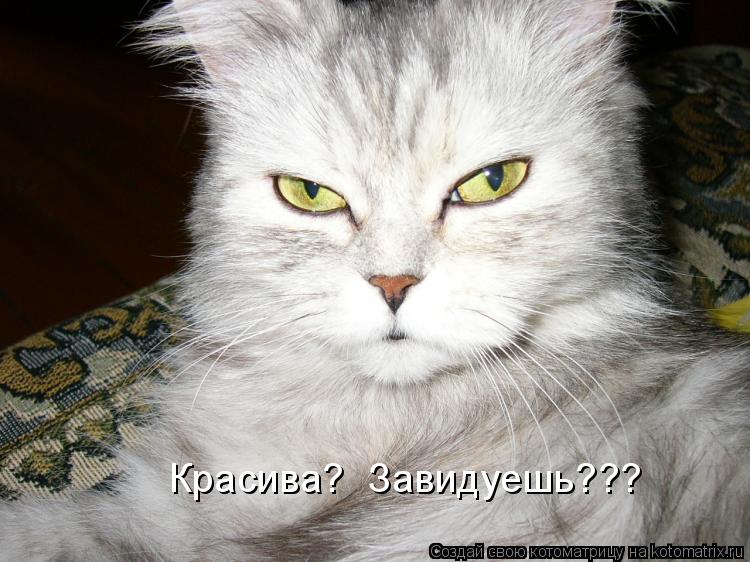 Котоматрица: Красива?  Завидуешь???
