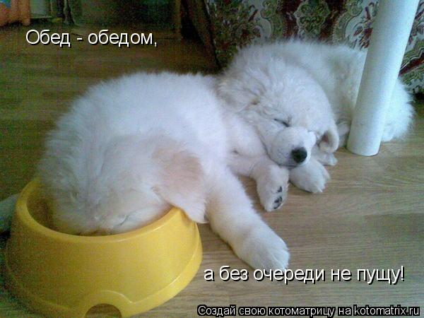 Котоматрица: Обед - обедом, а без очереди не пущу!