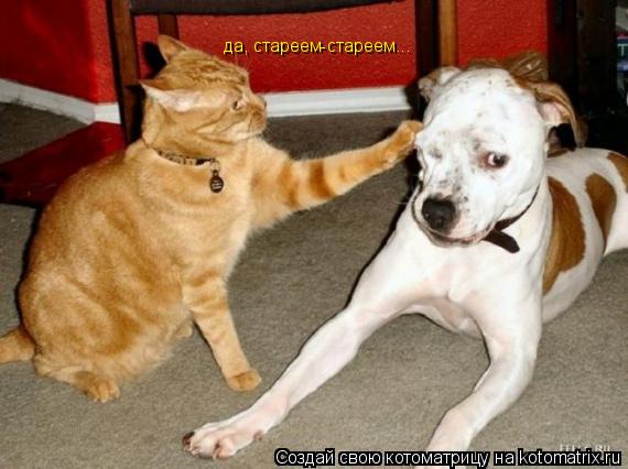 Котоматрица: да, стареем-стареем...