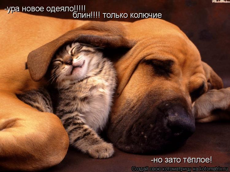 Котоматрица: -ура новое одеяло!!!!! блин!!!! только колючие -но зато тёплое!