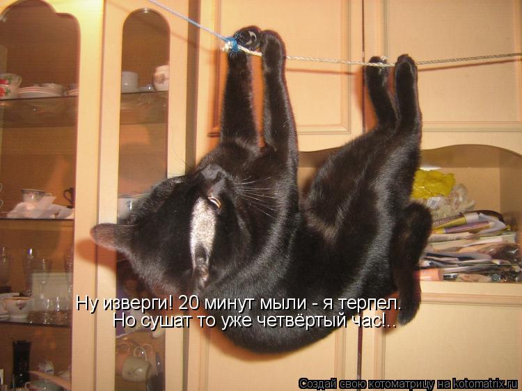 Котоматрица: Ну изверги! 20 минут мыли - я терпел. Но сушат то уже четвёртый час!..