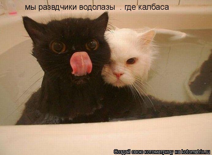 Котоматрица: мы развдчики водолазы  . где калбаса