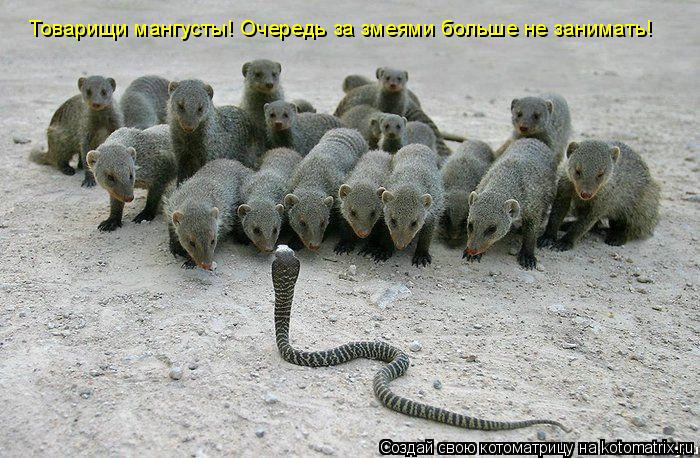 Котоматрица: Товарищи мангусты! Очередь за змеями больше не занимать!