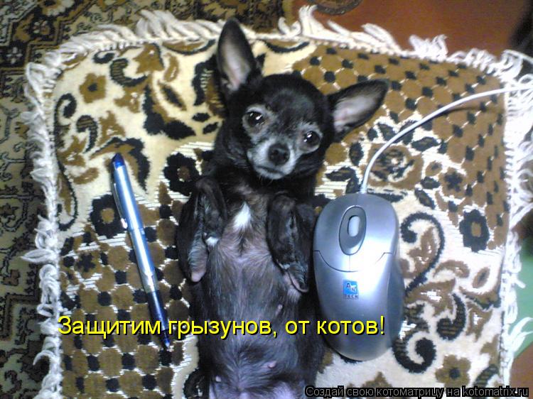 Защитим грызунов, от котов!... Котоматрица: Защитим грызунов, от котов!
