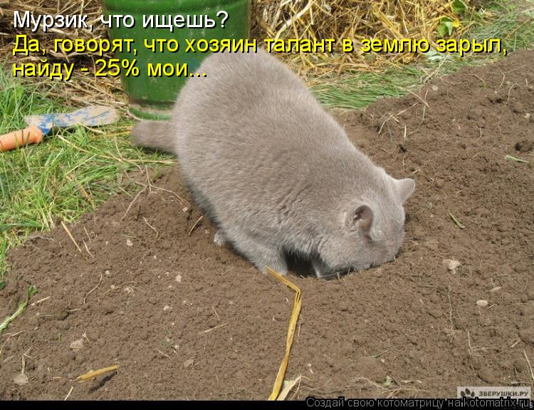 Мурзик, что ищешь? Да, говорят, что хозяин талант в землю зарыл, найду - 25% мои...... Котоматрица: Мурзик, что ищешь? Да, говорят, что хозяин талант в землю зарыл, найду - 25% мои...