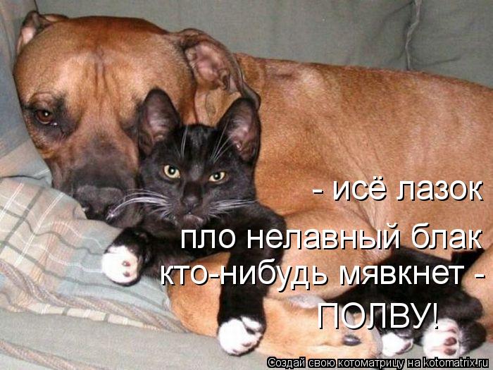 Котоматрица: - исё лазок пло нелавный блак кто-нибудь мявкнет - ПОЛВУ! пло нелавный блак кто-нибудь мявкнет - ПОЛВУ! кто-нибудь мявкнет - ПОЛВУ!  ПОЛВУ!