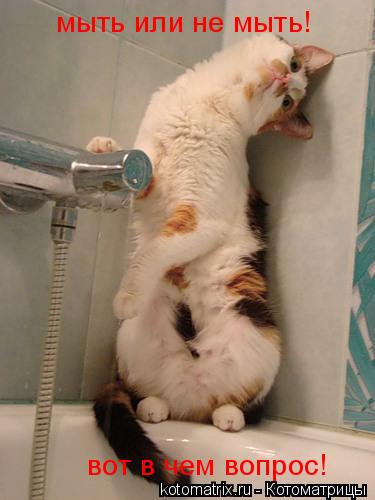 Котоматрица: мыть или не мыть!    вот в чем вопрос!