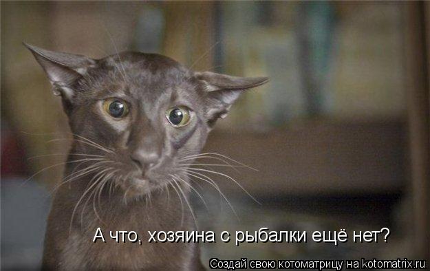Котоматрица: А что, хозяина с рыбалки ещё нет?
