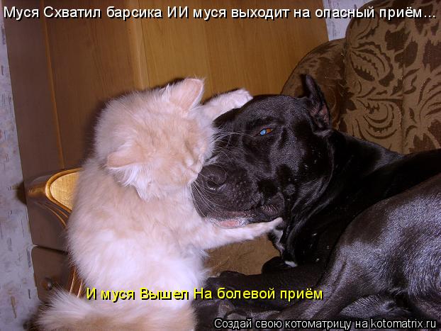 Котоматрица: Муся Схватил барсика ИИ муся выходит на опасный приём... И муся Вышел На болевой приём