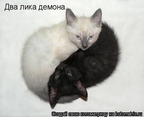 Котоматрица: Два лика демона...