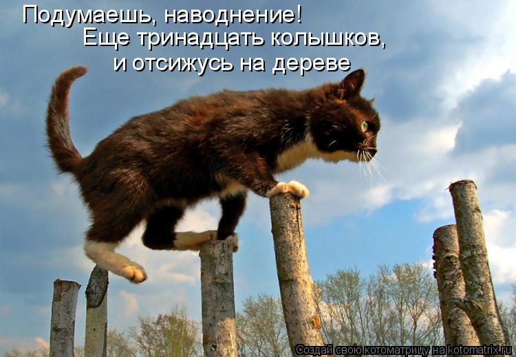 Котоматрица: Подумаешь, наводнение! Еще тринадцать колышков, и отсижусь на дереве