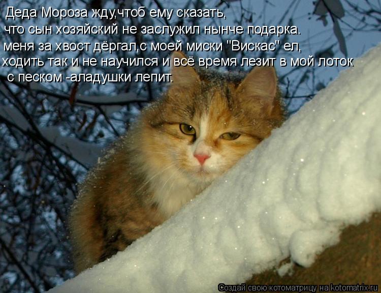 Котоматрица: Деда Мороза жду,чтоб ему сказать, что сын хозяйский не заслужил нынче подарка. меня за хвост дёргал,с моей миски "Вискас" ел, ходить так и не н
