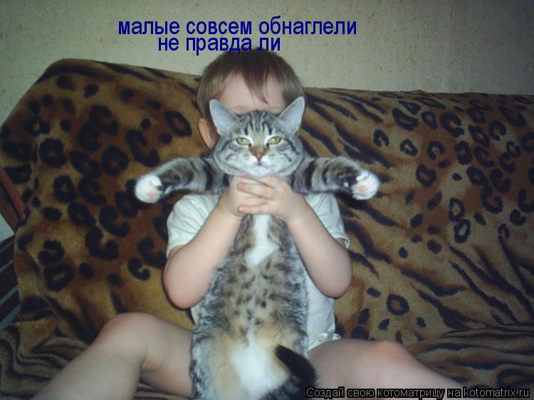 Котоматрица: малые совсем обнаглели не правда ли