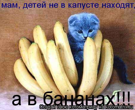 Котоматрица: мам, детей не в капусте находят, а в бананах!!!