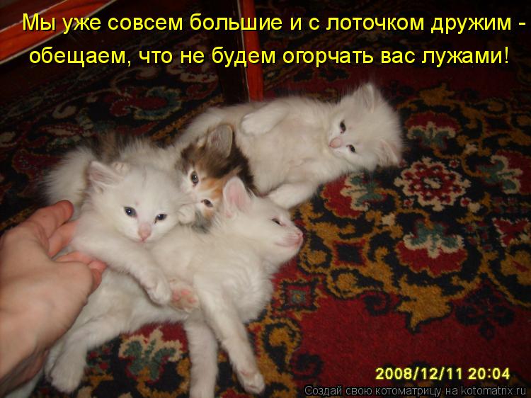 Мы уже совсем большие и с лоточком дружим - обещаем, что не будем огорчать вас лужами!... Котоматрица: Мы уже совсем большие и с лоточком дружим - обещаем, что не будем огорчать вас лужами!
