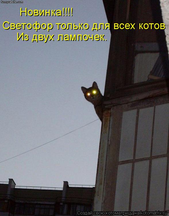 Котоматрица: Новинка!!!! Светофор только для всех котов Из двух лампочек.