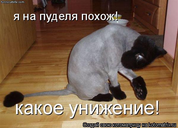 Котоматрица: я на пуделя похож! какое унижение!