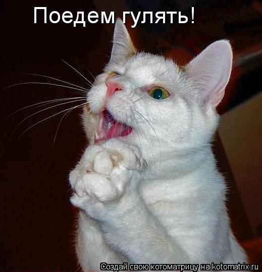 Поедем гулять!... Котоматрица: Поедем гулять!