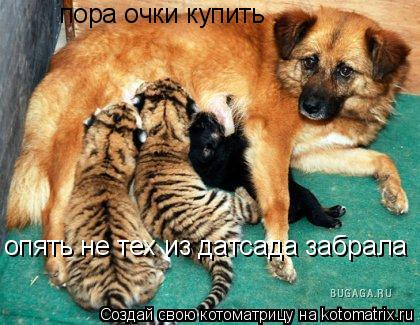 пора очки купить опять не тех из датсада забрала... Котоматрица: пора очки купить опять не тех из датсада забрала