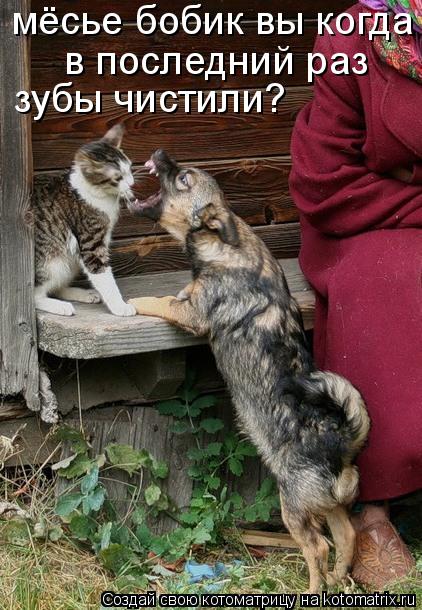 мёсье бобик вы когда в последний раз зубы чистили?... Котоматрица: мёсье бобик вы когда в последний раз зубы чистили?