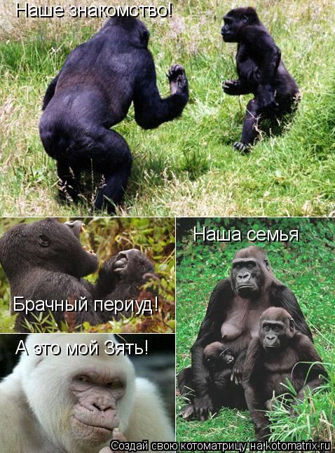 Наше знакомство! Брачный периуд! Наша семья А это мой Зять!... Котоматрица: Наше знакомство! Брачный периуд! Наша семья А это мой Зять!