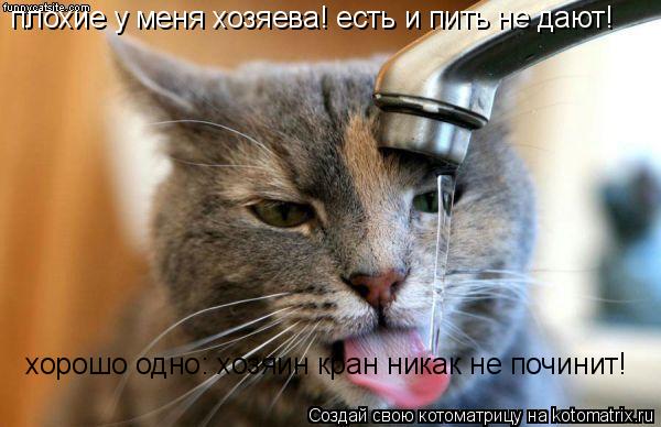 плохие у меня хозяева! есть и пить не дают! хорошо одно: хозяин кран никак не починит!... Котоматрица: плохие у меня хозяева! есть и пить не дают! хорошо одно: хозяин кран никак не починит!