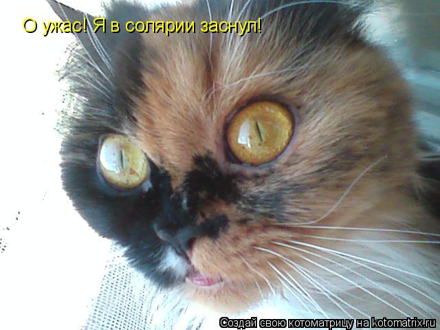 О ужас! Я в солярии заснул!... Котоматрица: О ужас! Я в солярии заснул!