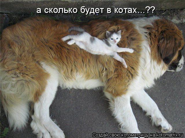 а сколько будет в котах...??... Котоматрица: а сколько будет в котах...??
