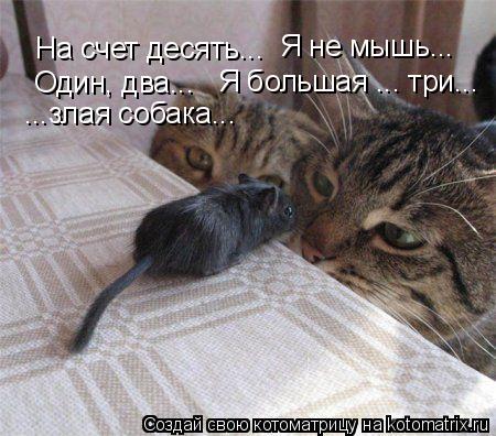 Котоматрица: На счет десять... Я не мышь...  Один, два...  Я большая ... три... ...злая собака...