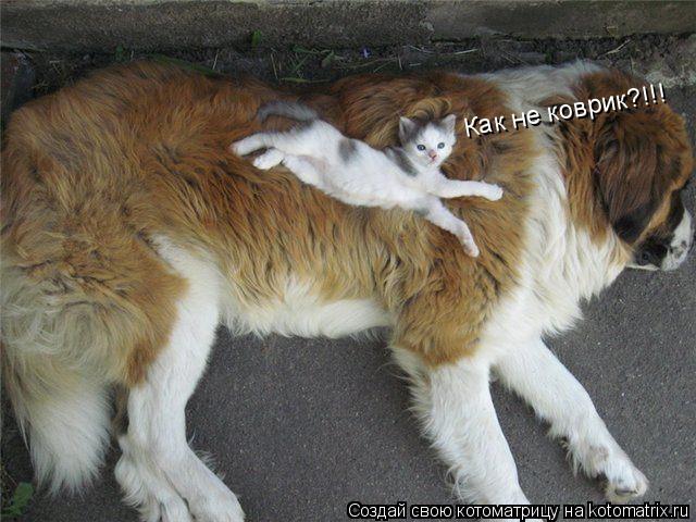 Котоматрица: Как не коврик?!!!