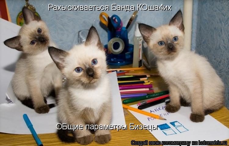 Котоматрица: Рахыскиваеться Банда КОша4их  ОБщие параметры Бизецы ОБщие параметры Бизецы