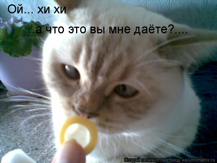 Котоматрица: Ой... хи хи ..а что это вы мне даёте?....