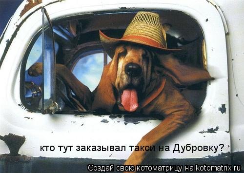Котоматрица: кто тут заказывал такси на Дубровку?