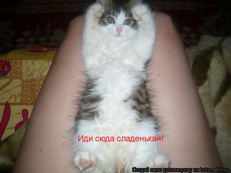 Иди сюда сладенькая!... Котоматрица: Иди сюда сладенькая!