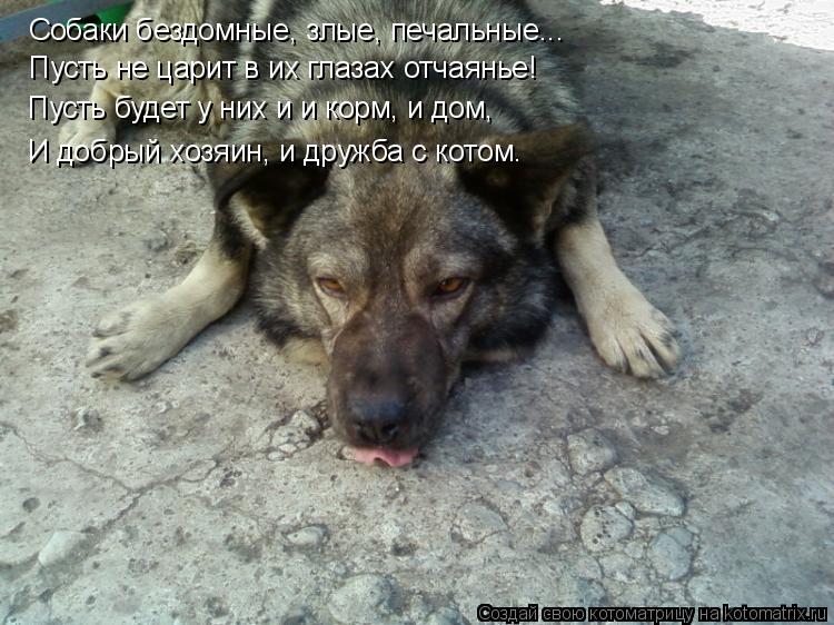 Собаки бездомные, злые, печальные... Пусть не царит в их глазах отчаянье! Пусть будет у них и и корм,... Котоматрица: Собаки бездомные, злые, печальные... Пусть не царит в их глазах отчаянье! Пусть будет у них и и корм, и дом, И добрый хозяин, и дружба с котом.
