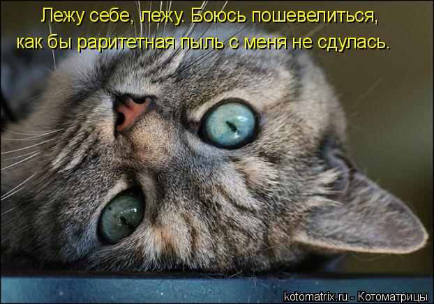 Котоматрица: Лежу себе, лежу. Боюсь пошевелиться,  как бы раритетная пыль с меня не сдулась.