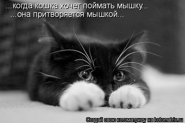 Котоматрица: ...когда кошка хочет поймать мышку... ...она притворяется мышкой...