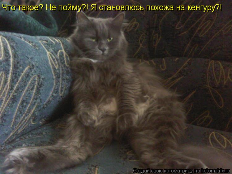 Что такое? Не пойму?! Я становлюсь похожа на кенгуру?!... Котоматрица: Что такое? Не пойму?! Я становлюсь похожа на кенгуру?!